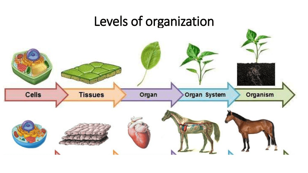 levels of organization