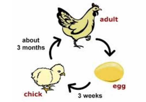 life cycle and developmental stages of chicken - diagram