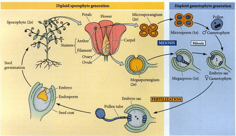 life cycle of Angiosperms