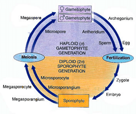 Sporophyte Definition And Examples