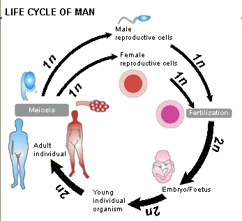 life cycle of human