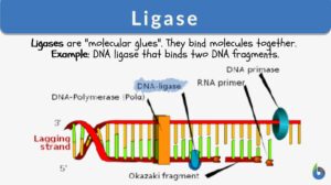 ligase definition and example