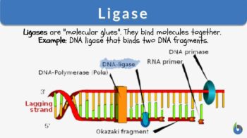 ligase definition and example