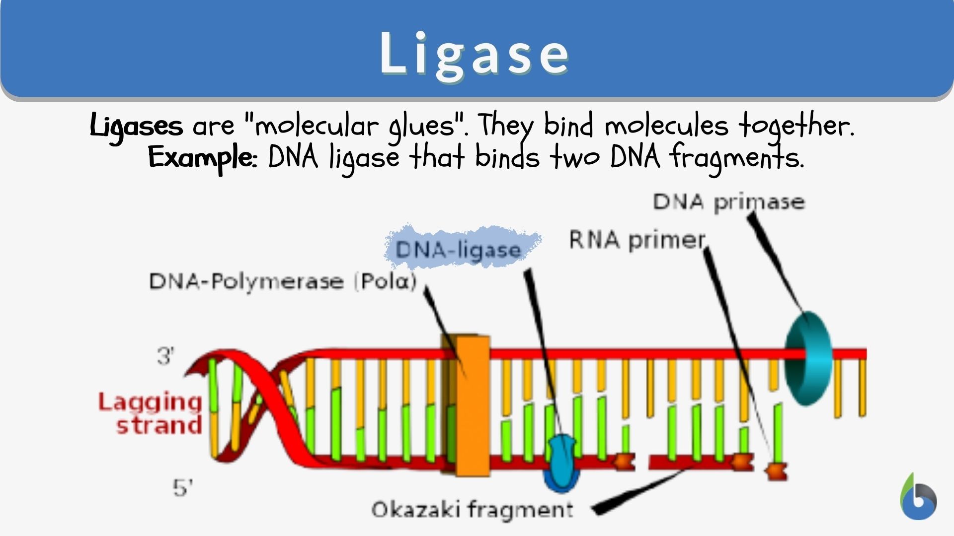 Ligase Definition and Examples Biology Online Dictionary