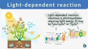 light-dependent reaction definition and example