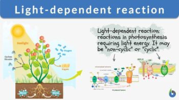 light-dependent reaction definition and example