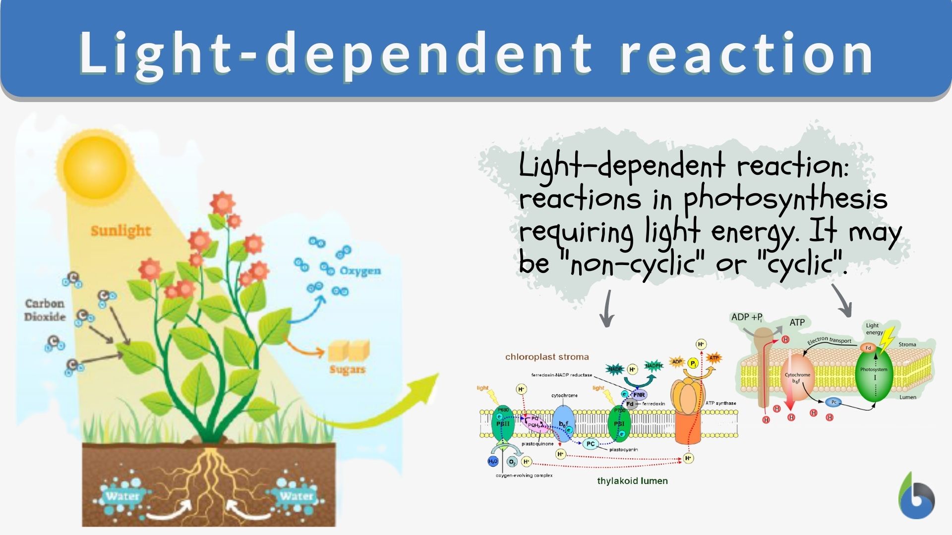 Light-dependent reaction - Definition and Examples - Biology Dictionary