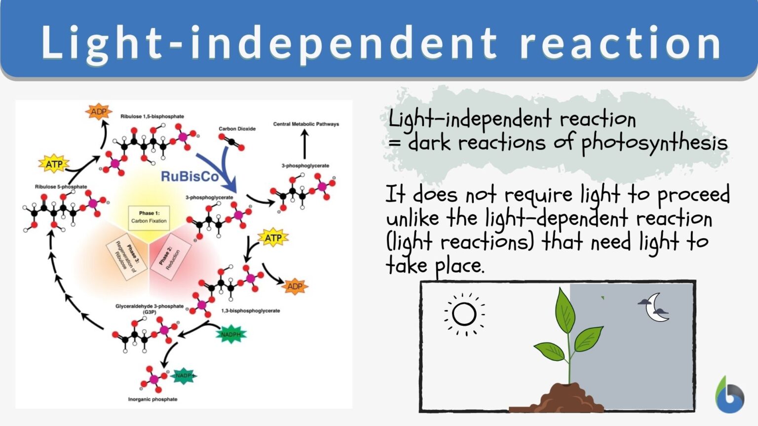 Light-independent reaction - Definition and Examples - Biology Online ...