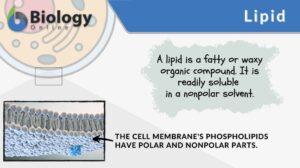 lipid definition and example