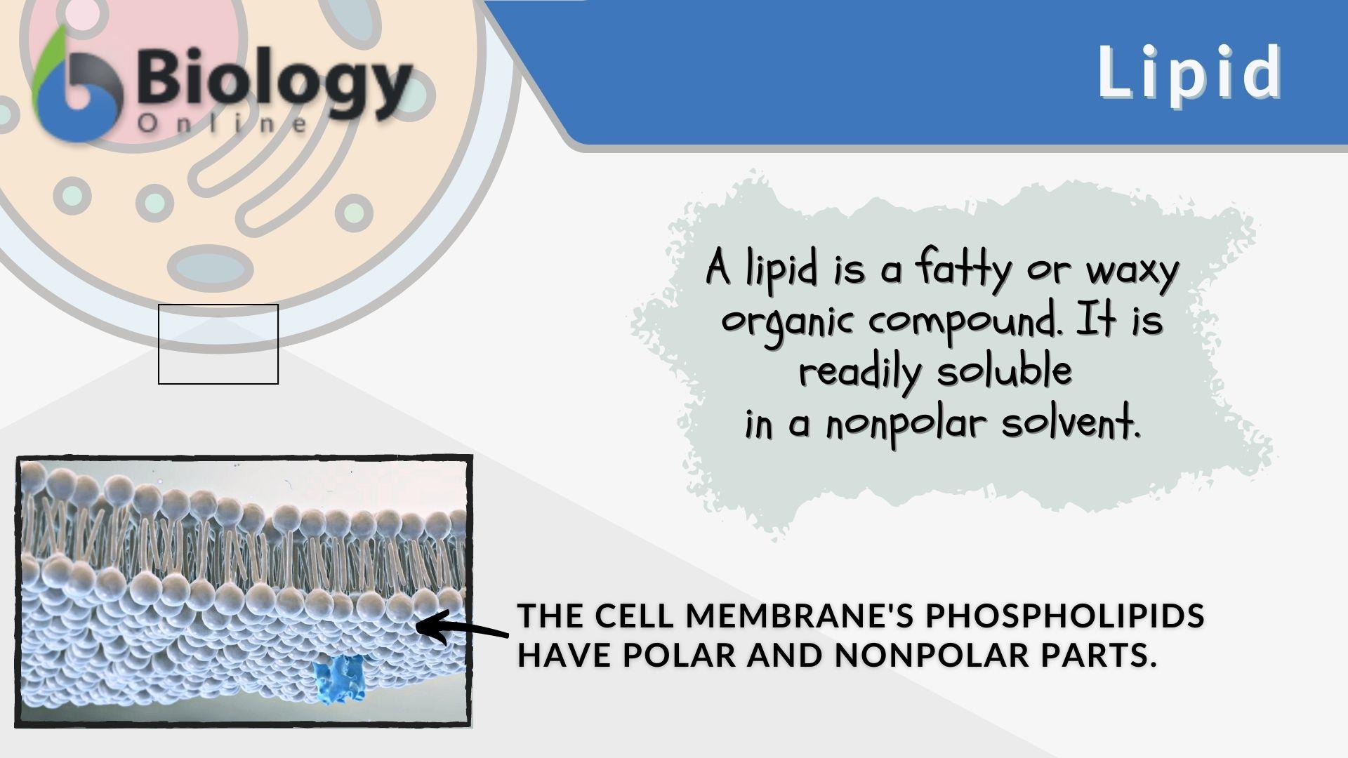 Lipid - Definition and Examples - Biology Online Dictionary