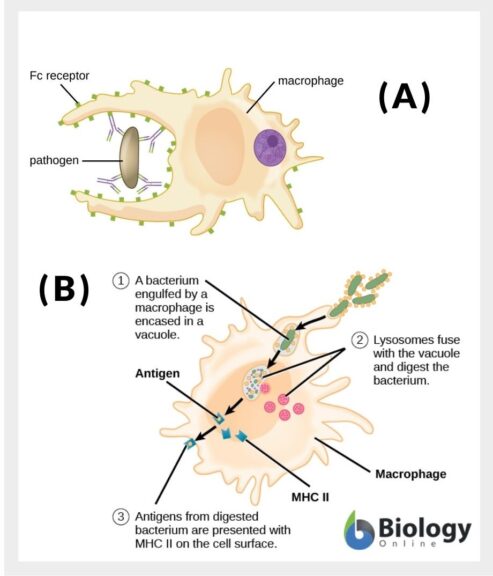 phagocytosis of a macrophage