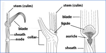 major parts of grasses - diagram