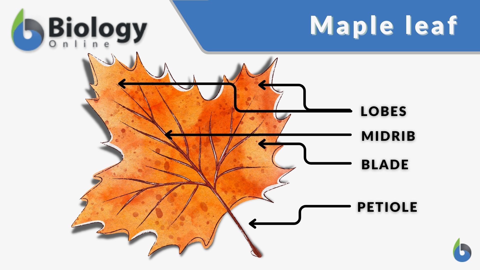 maple leaf - simple leaf with parts