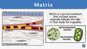 matrix definition and examples