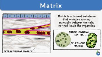 matrix definition and examples