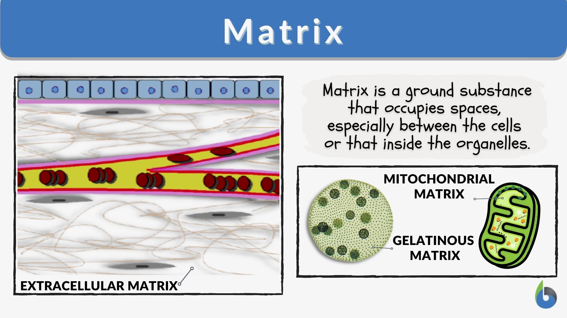 Matrix - Definition and Examples - Biology Online Dictionary