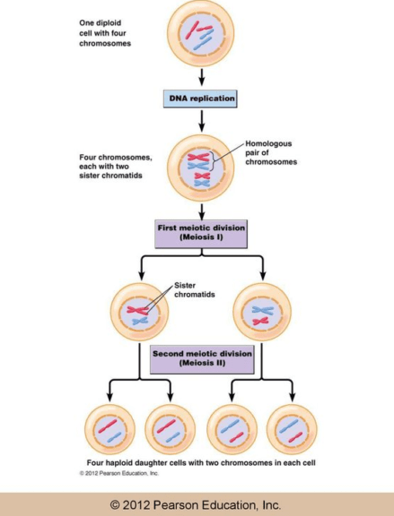 Meiosis - Function, Phases and Examples - Biology Online Dictionary