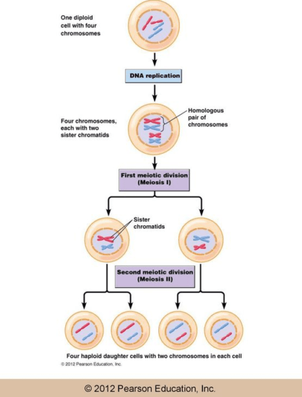 meiosis 1 vs meiosis 2