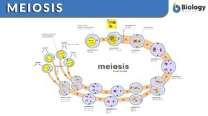 meiosis definition
