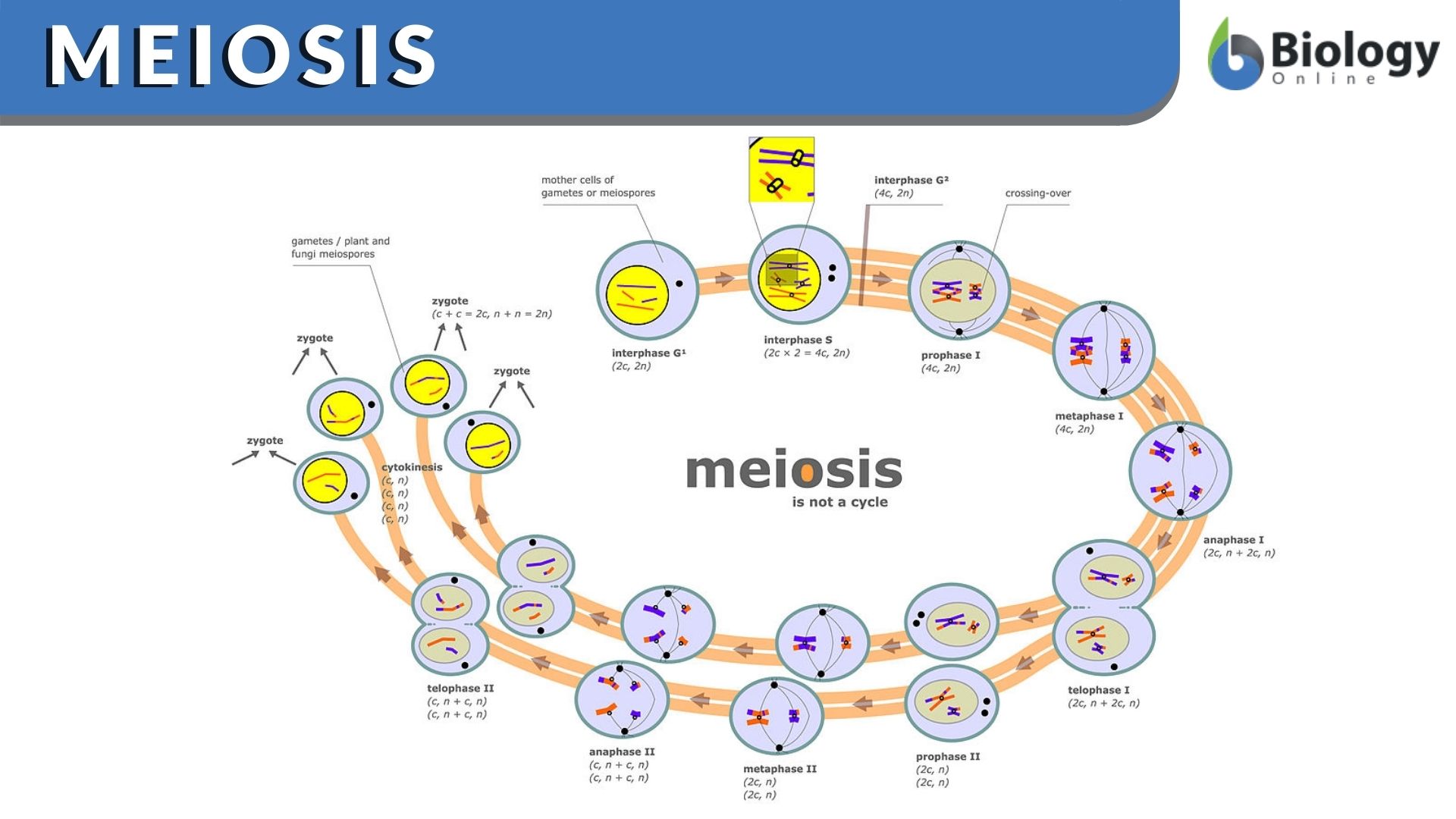 Meiosis - Function, Phases and Examples - Biology Online Dictionary