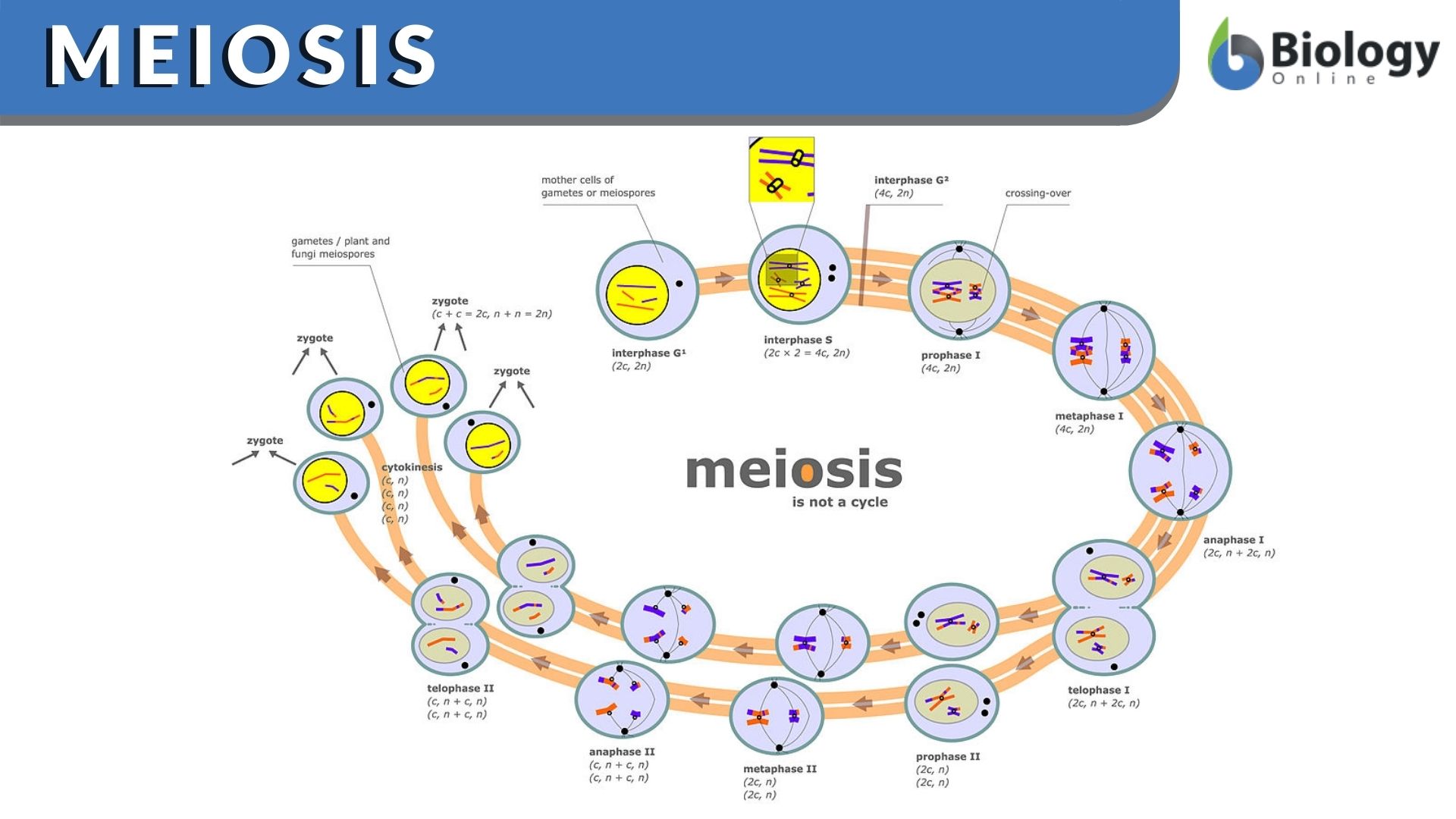 Meiosis Function Phases And Examples Biology Online Dictionary