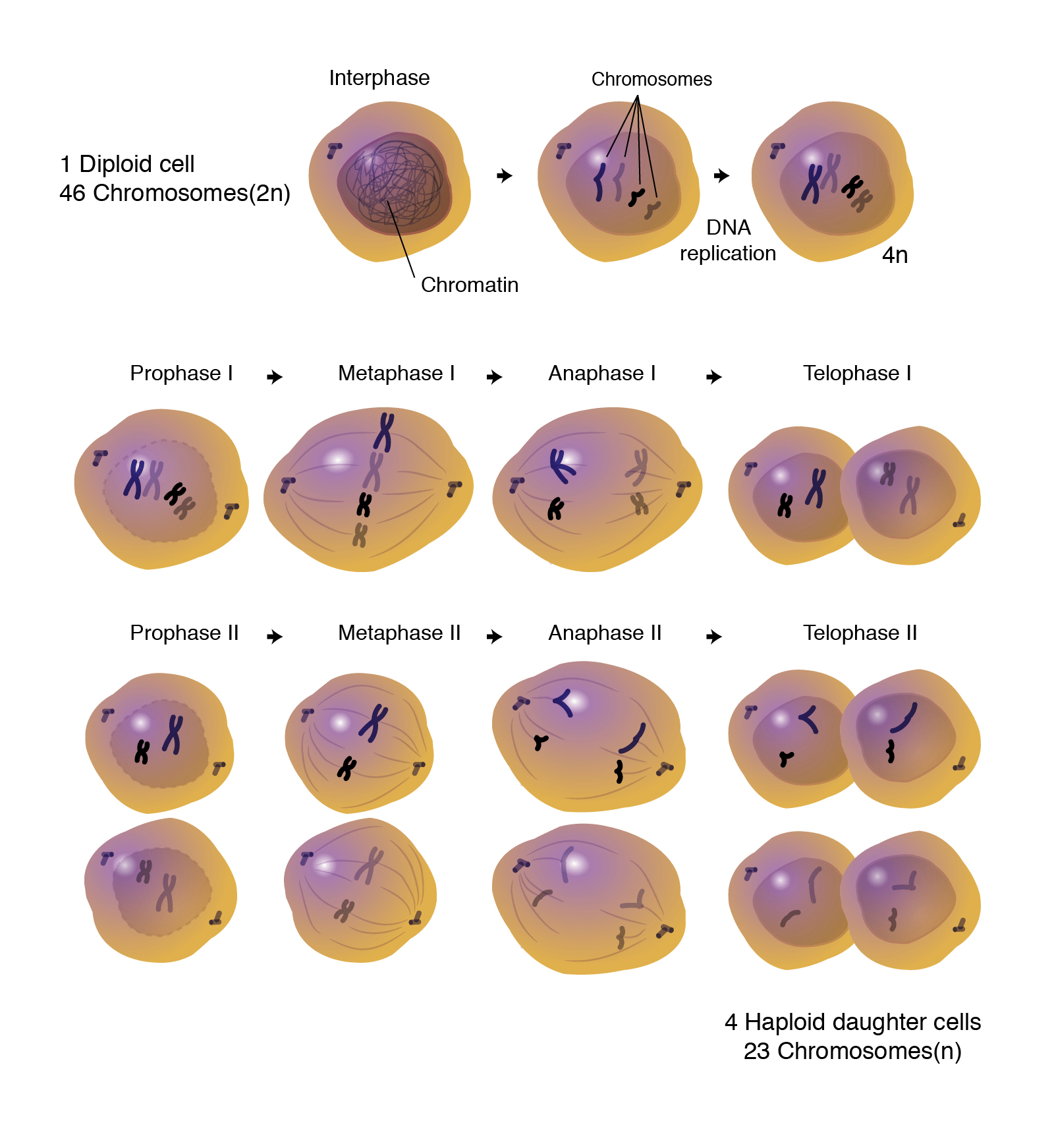 Meiosis Phases Explore The Various Stages Of Meiosis | My XXX Hot Girl