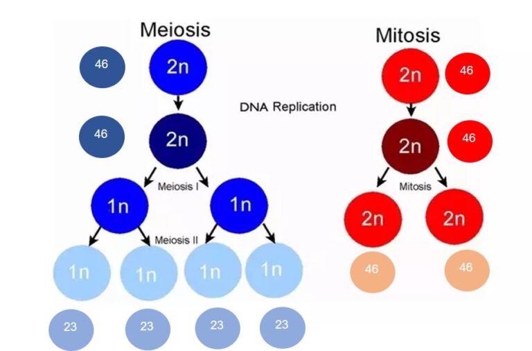 Diploid Definition And Examples Biology Online Dictionary polyploidy-causes-types-and-significance-online-science-notes