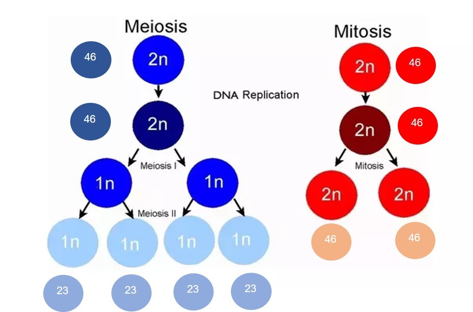 picture of diploid