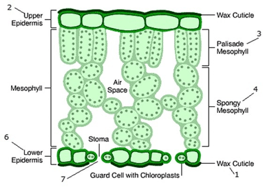 mesophyll diagram