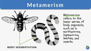 metamerism definition and examples