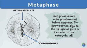 metaphase definition and example