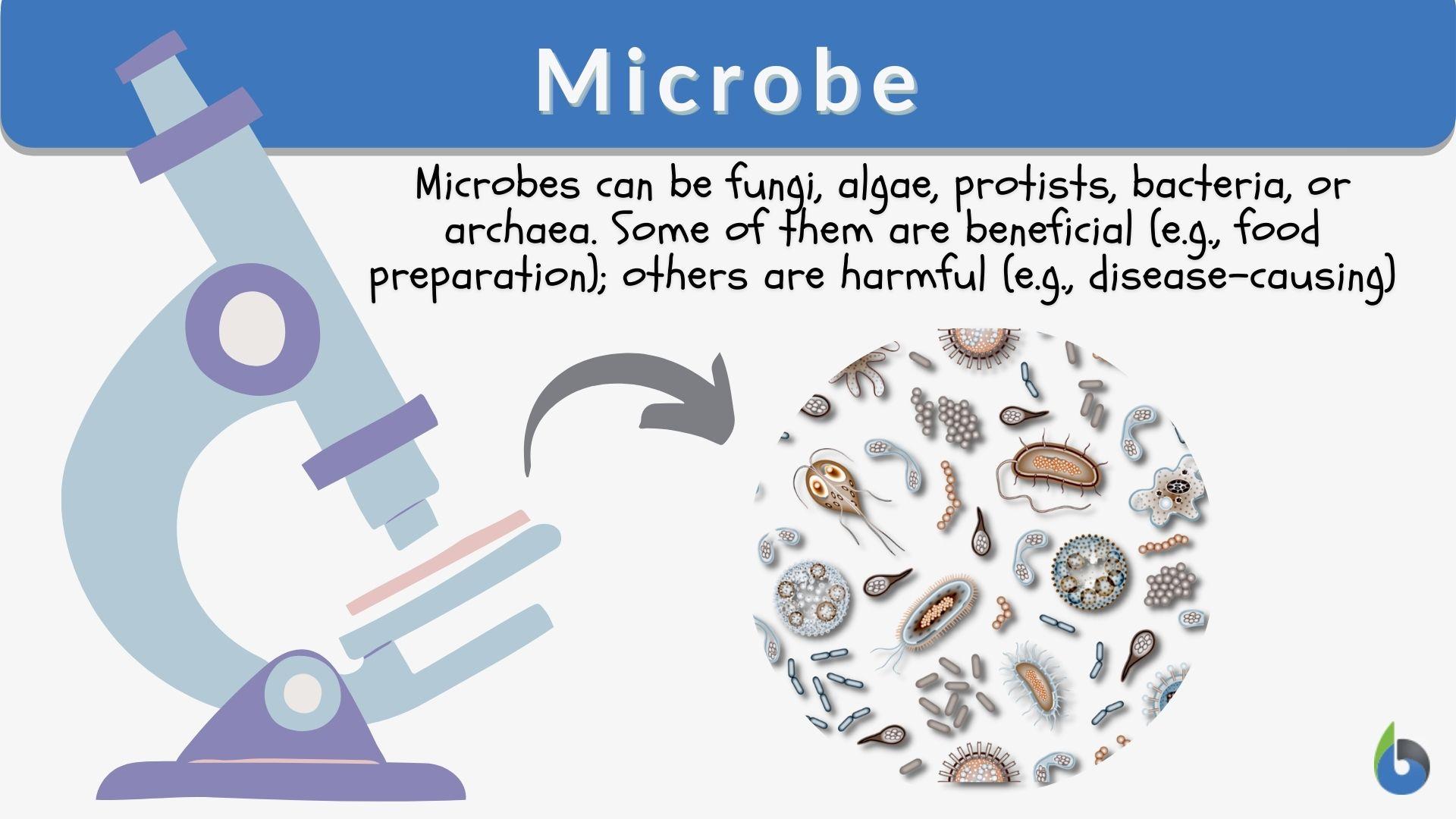 fungi microorganisms