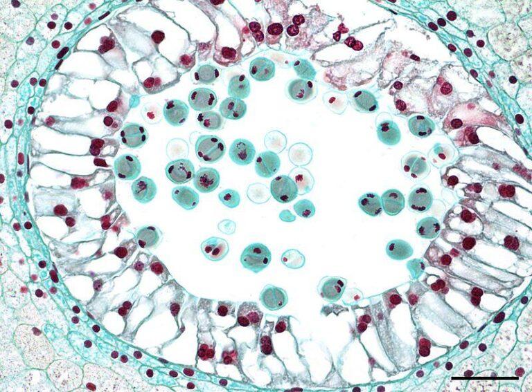 Anther Definition and Examples Biology Online Dictionary