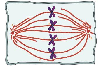 microtubules - astral, interpolar, kinetochore