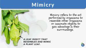 mimicry definition and example
