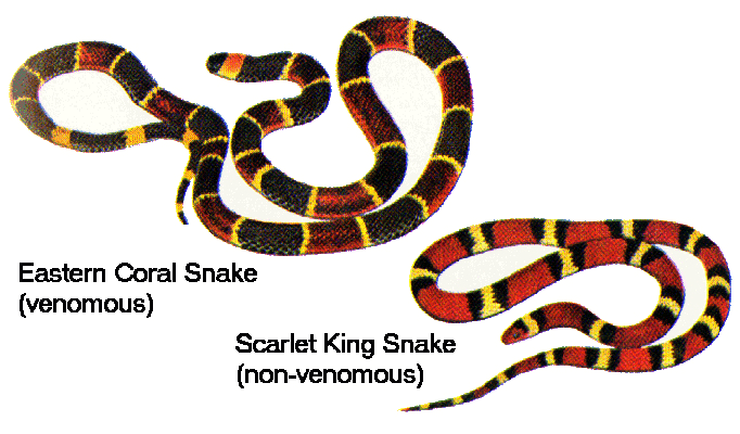 Mimicry Definition and Examples - Biology Online Dictionary Mimicry Definition and Examples - Biology Online Dictionary