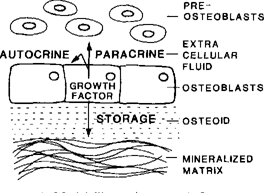 Matrix Definition and Examples Biology Online Dictionary
