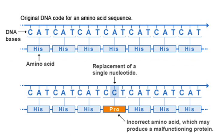 missense mutation diagram