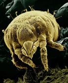 mite-closer view
