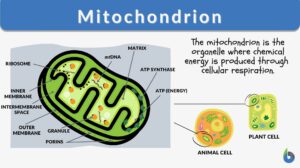 mitochondrion definition and examples