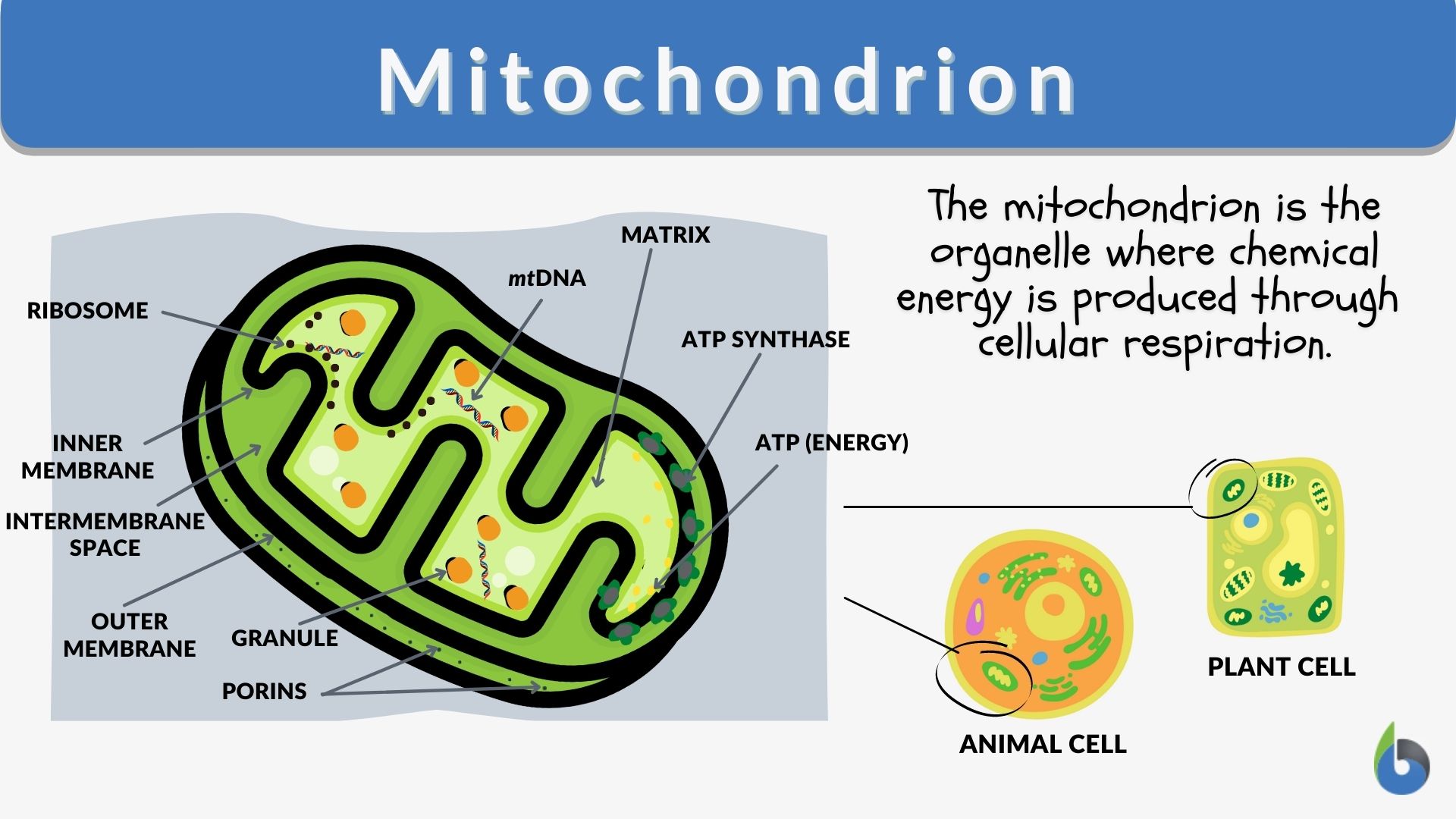Mitochondrion - Definition and Examples - Biology Online Dictionary