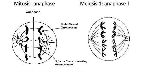 Anaphase Definition and Examples - Biology Online Dictionary