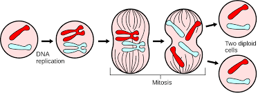 cytokinesis of mitosis diagram