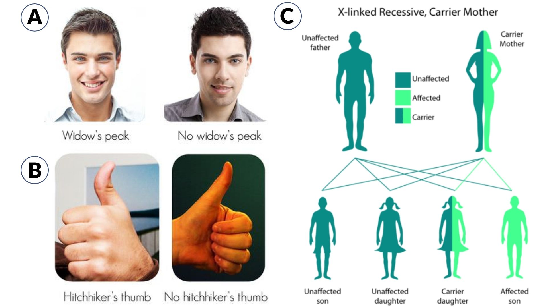 Characteristic Definition and Examples - Biology Online Dictionary