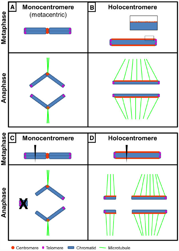 monocentromere vs holocentromere