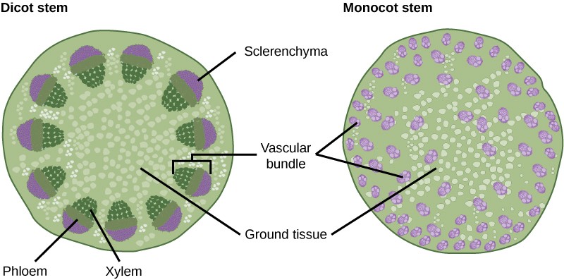 monocot stem vs dicot stem