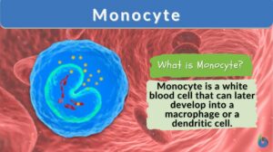 monocyte - definition and example