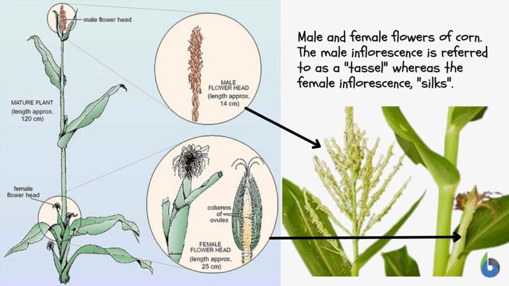 monoecious corn plant