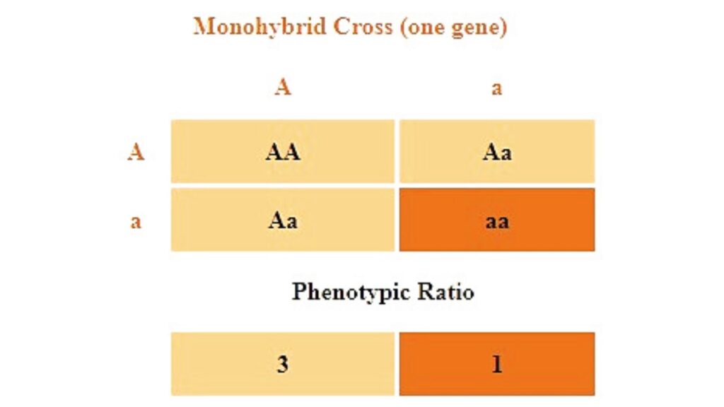 Phenotypic Ratio Definition And Examples Biology Online Dictionary phenotypic-ratio-definition-and-examples-biology-online-dictionary