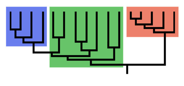 monophyly and paraphyly